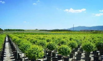 看國外先進苗圃，苗木產業的差距與啟示