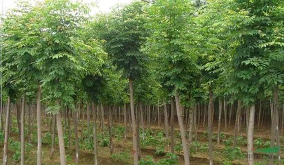 泰安市弘森園林綠化苗木基地 打造綠色生態(tài)的苗木精品