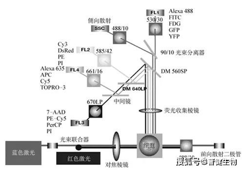 淺談流式細(xì)胞術(shù) 原理、技術(shù)研發(fā)與應(yīng)用前沿